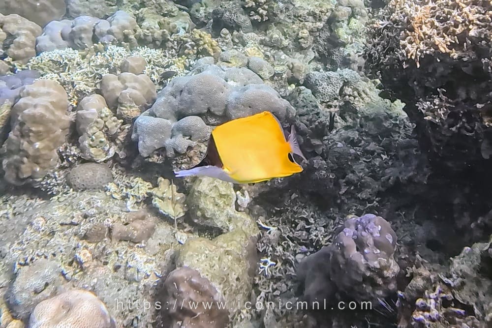 Summer Cruise Diving Resort Yellow longnose butterflyfish