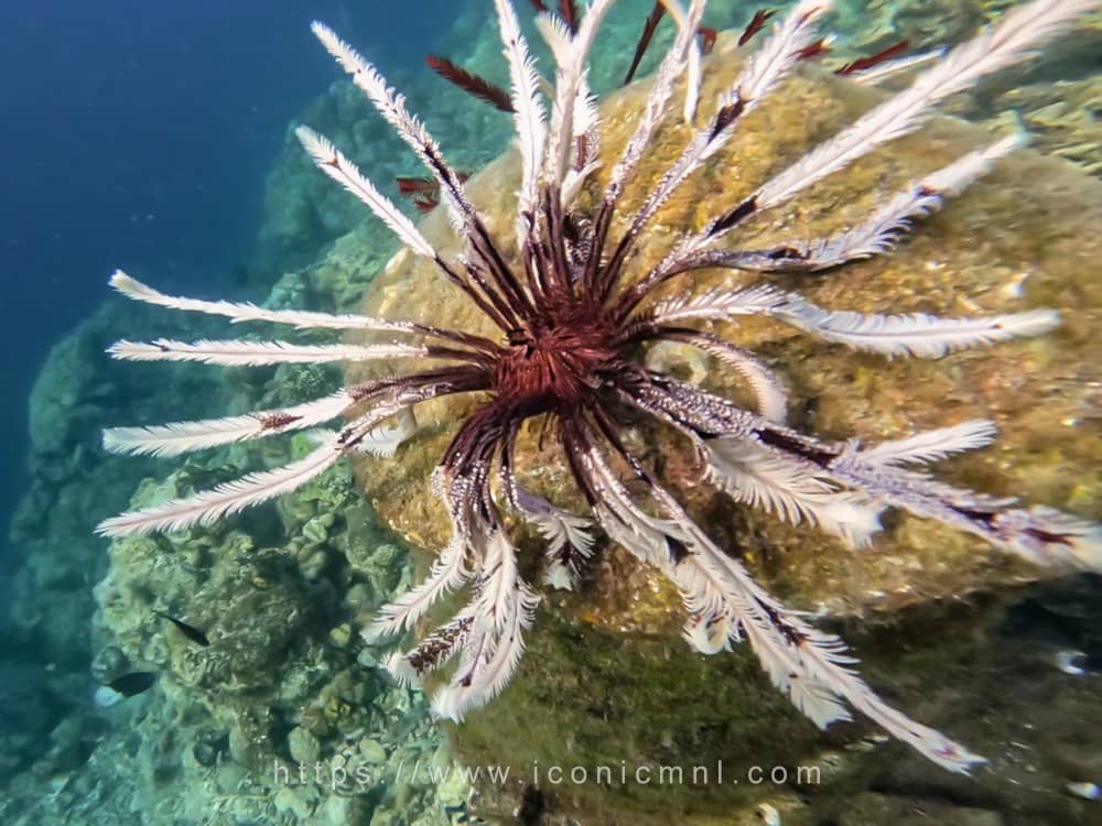 Summer Cruise Diving Resort Feather star