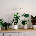 Classic Houseplants For New Homes In The Philippines 2024
