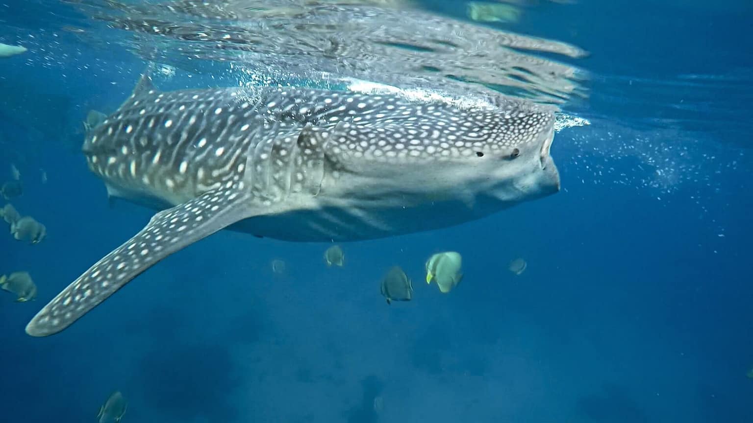 Oslob's Gentle Giants: A Once-in-a-Lifetime Swim with Whale Sharks