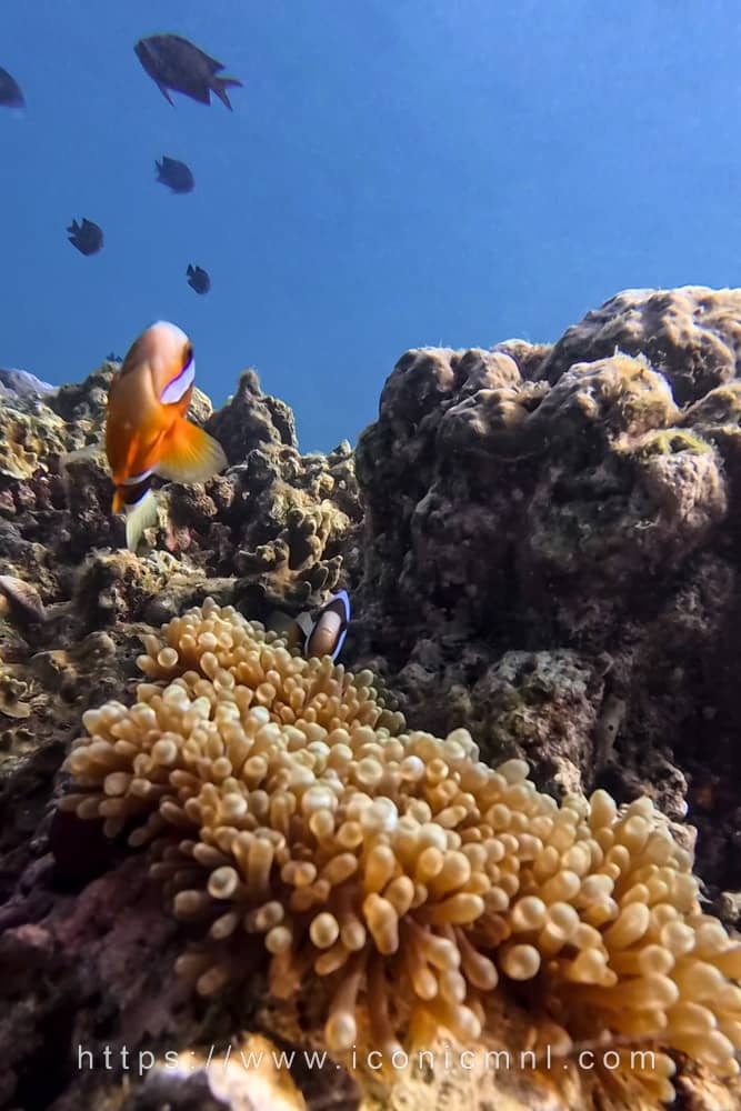 Summer Cruise Diving Resort Clownfish