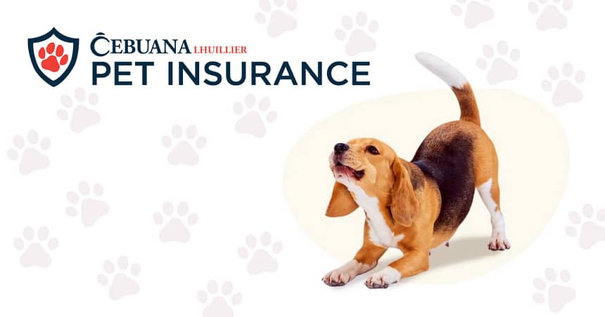 Cebuana Lhuillier Pet Insurance