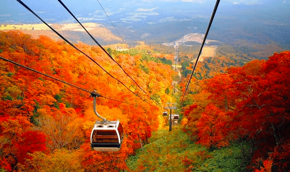 Fall In Love With Japan